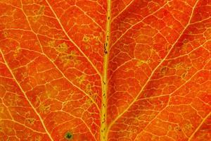 close-up herfst vallen extreme macro textuur weergave van rood oranje hout blad boom blad. inspirerende natuur oktober of september wallpaper achtergrond. verandering van seizoenen concept. close-up selectieve focus foto