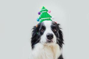 grappig portret van schattige lachende puppy hondje border collie dragen kerst kostuum groene kerstboom hoed geïsoleerd op een witte achtergrond. voorbereiding op vakantie. gelukkig vrolijk kerstfeestconcept. foto