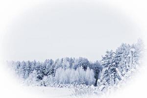 winter bos. winters landschap. foto