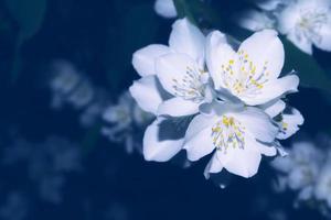 witte jasmijn de tak delicate lentebloemen foto