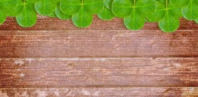 groene klaverbladeren op een achtergrond zomerlandschap foto