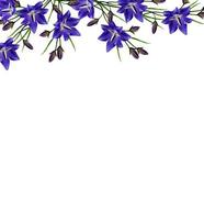 blauwe bloemen campanula geïsoleerd op witte achtergrond foto