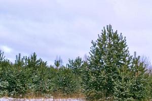 bevroren winterbos met besneeuwde bomen. foto