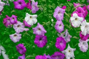 roze petunia kleurrijke bloemen foto