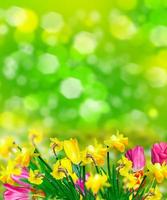 lentebloemen narcissen en tulpen foto