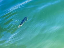 tropische vissen zwemmen in groen turkoois blauw water holbox mexico. foto