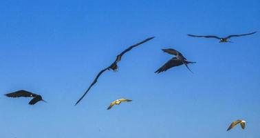Fregat vogels kudde vliegen blauwe hemelachtergrond op holbox mexico. foto