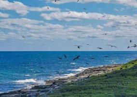 fregat vogels kudde vliegen blauwe hemel achtergrond contoy eiland mexico. foto