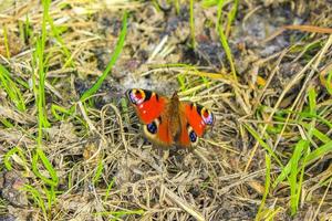 oranje vlinder aglais io Europese pauwvlinder op gele bloemen. foto