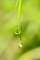close up van spiraal groen blad foto
