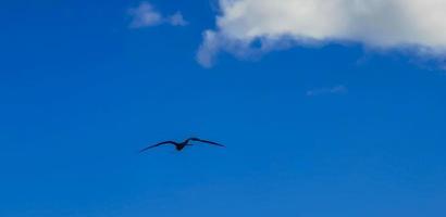 fregat vogels kudde vliegen blauwe hemel achtergrond contoy eiland mexico. foto