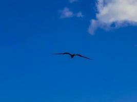 fregat vogels kudde vliegen blauwe hemel achtergrond contoy eiland mexico. foto
