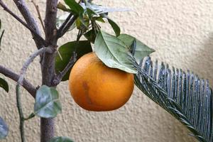 vruchten van citrusbomen in het stadspark. foto