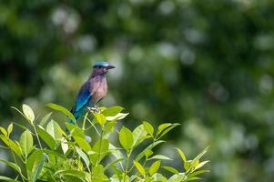 indochinese rolvogel op de top van de boom foto