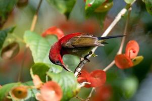 een karmozijnrode zonnevogel op chinese hoedenplant met bloemen foto