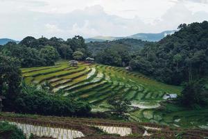 rijstvelden buiten het groeiseizoen foto