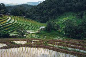 rijstvelden buiten het groeiseizoen foto