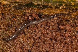 kleine land planarian foto