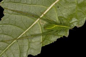 blad katydid nimf foto