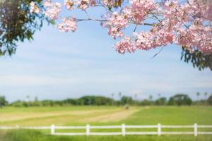 roze bloem chompoo pantip bloesem met de wazige velden foto