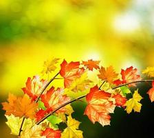 herfst landschap. mooie bladeren. landschap. kleurrijke bomen foto