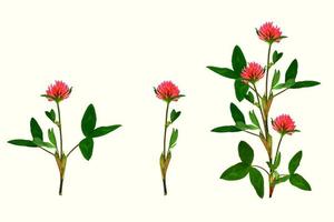 wilde rode klaver. trifolium pratense foto