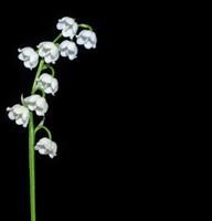 lelietje-van-dalen bloem foto