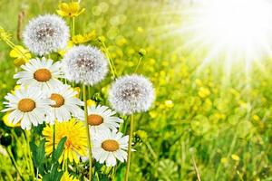 zomer landschap. wilde bloemen foto