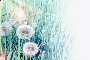 zomer landschap. bloemen. foto