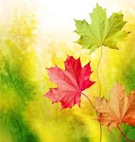 herfst landschap. mooie bladeren. kleurrijke bomen foto