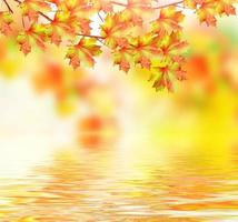tak met prachtige kleurrijke bladeren. herfst landschap. foto