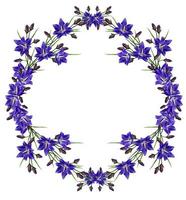 blauwe bloemen campanula geïsoleerd op witte achtergrond foto