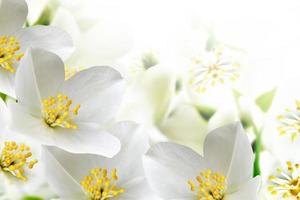 lentelandschap met delicate jasmijnbloemen foto