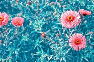 kleurrijke chrysantenbloemen op een achtergrond van het herfstlandschap foto