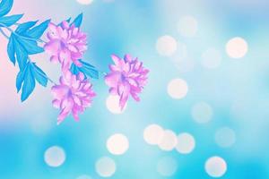 heldere kleurrijke bloemen pioenrozen foto
