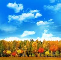 herfst landschap. mooie bladeren. landschap. kleurrijke bomen foto