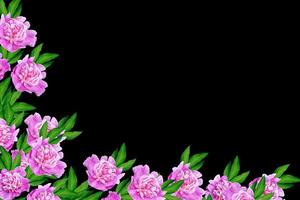 kleurrijke heldere bloemen pioenrozen geïsoleerd op zwarte achtergrond. foto