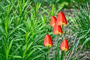 heldere en kleurrijke bloemen tulpen foto