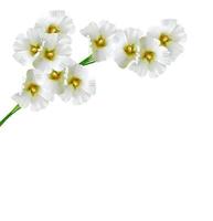 kaasjeskruid bloemen geïsoleerd op een witte achtergrond foto