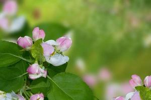 lente landschap. bloeiende tak appel. natuur foto