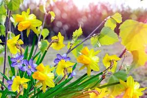 lente landschap en bloemen foto