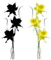 lente bloemen narcissen geïsoleerd op witte achtergrond foto