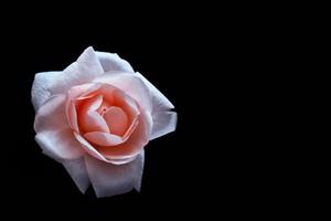 heldere knop kleurrijke bloem roos. foto