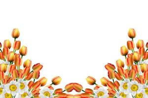 lente bloemen narcissen geïsoleerd op witte achtergrond foto