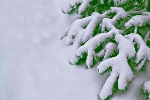 bevroren winterbos met besneeuwde bomen. foto