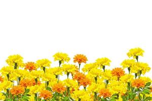 heldere kleurrijke bloemen goudsbloemen geïsoleerd op een witte achtergrond foto