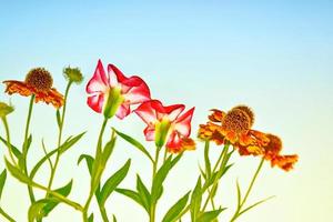 heldere en kleurrijke bloemen goudsbloemen. herfst landschap. foto