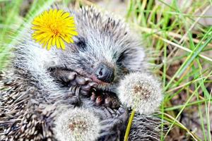 slaperige egel in het gras foto