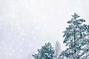 bevroren winterbos met besneeuwde bomen. foto