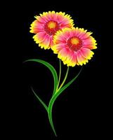 boeket van kleurrijke bloemen van gaillardia. delicate bloemen geïsoleerd op zwarte achtergrond foto
